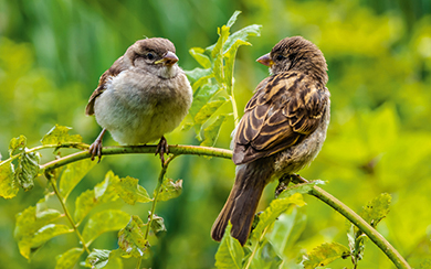 Ein Foto von zwei Spatzen