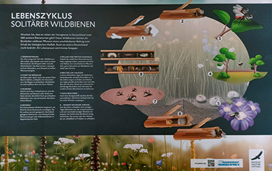 Wildbienen Informationsplakat